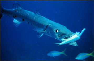 20110307-NOAA reef fish barracuda 25666.jpg